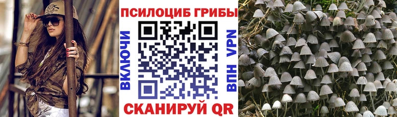 Псилоцибиновые грибы Psilocybe  Багратионовск 